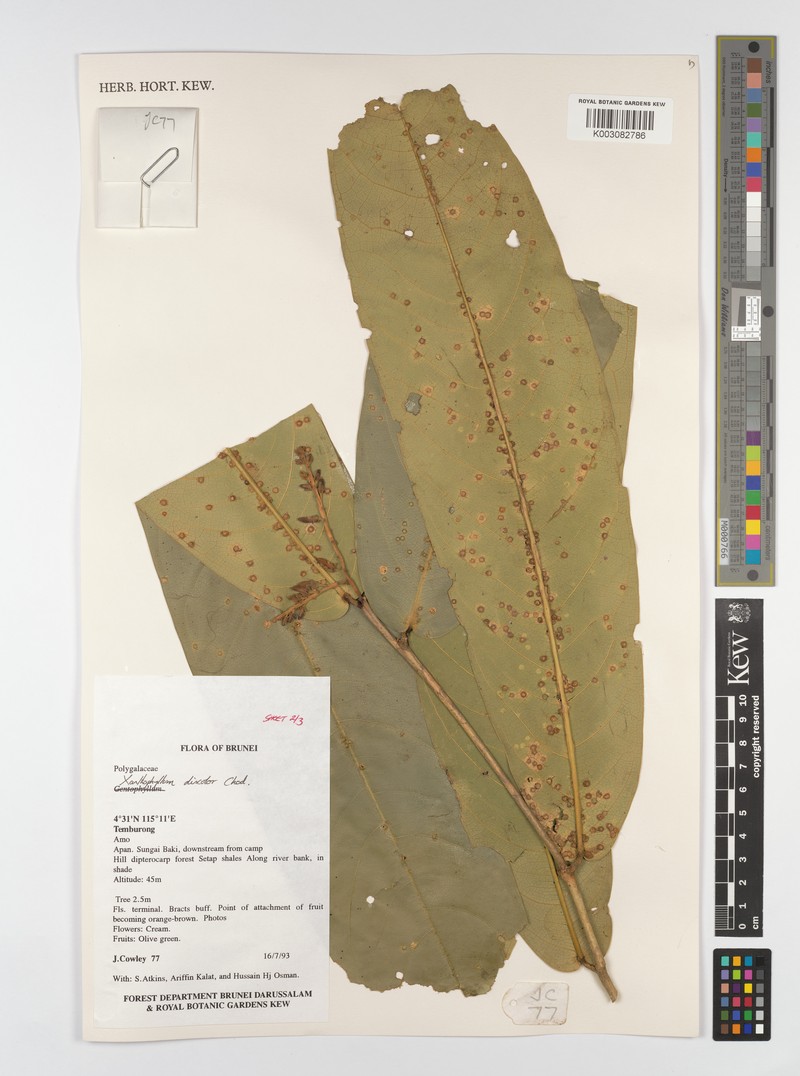 Xanthophyllum discolor photo 5