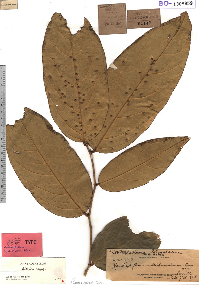 Xanthophyllum discolor subsp. discolor