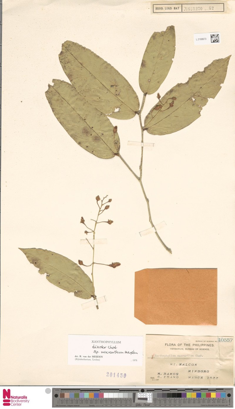 Xanthophyllum discolor subsp. macranthum