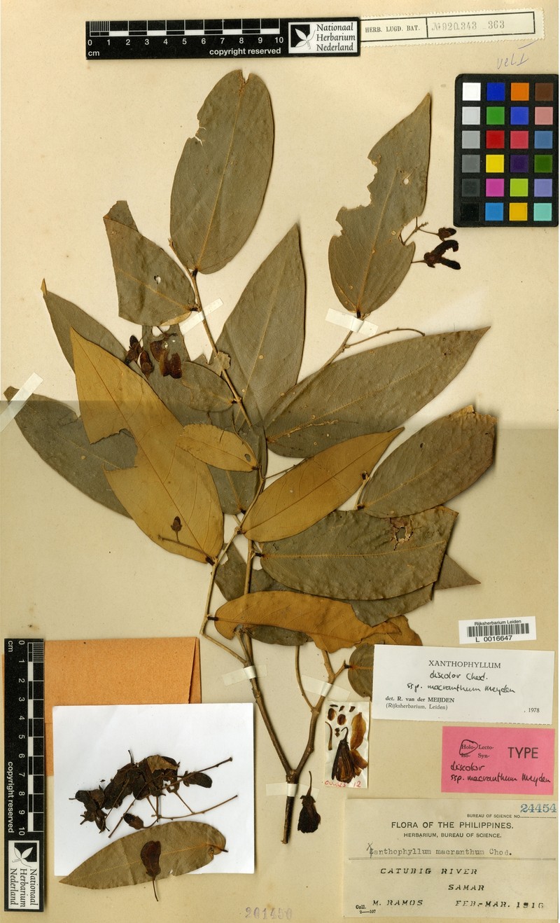 Xanthophyllum discolor subsp. macranthum photo 2