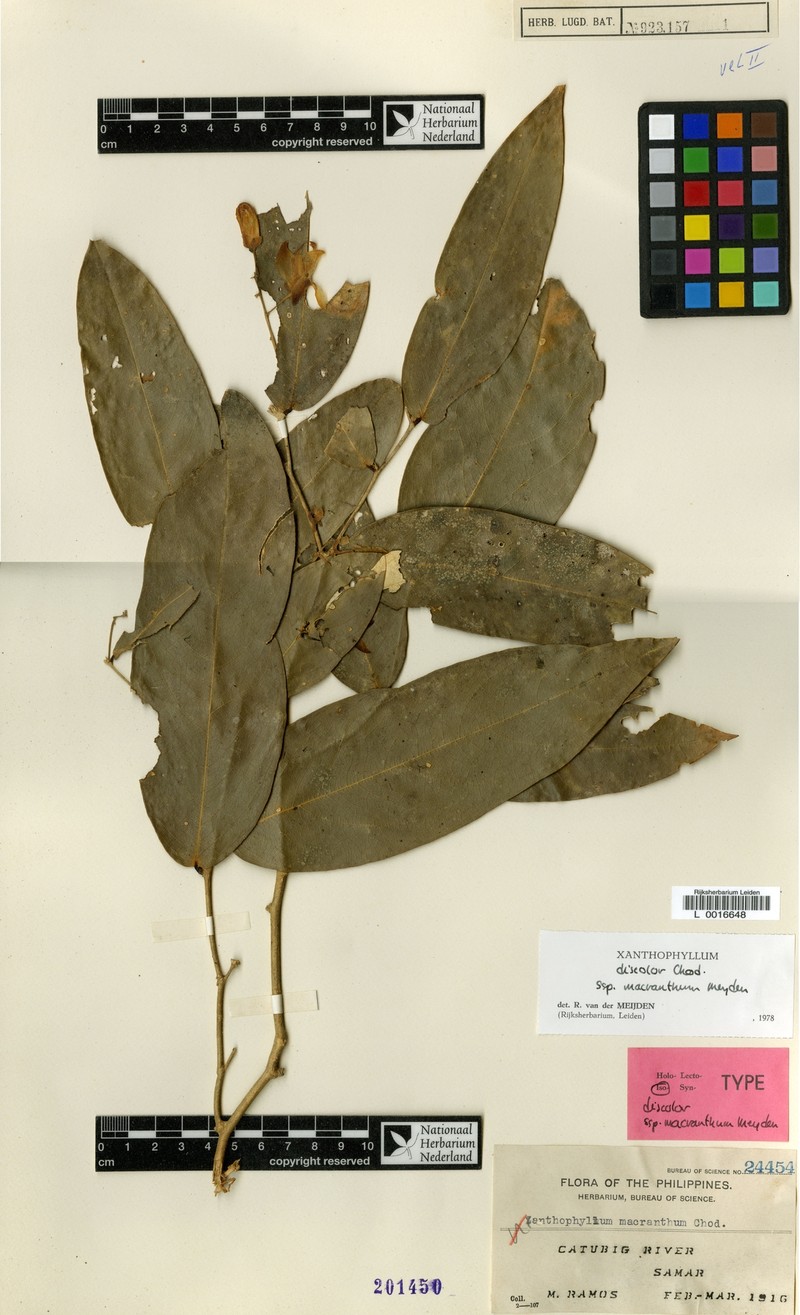 Xanthophyllum discolor subsp. macranthum photo 3
