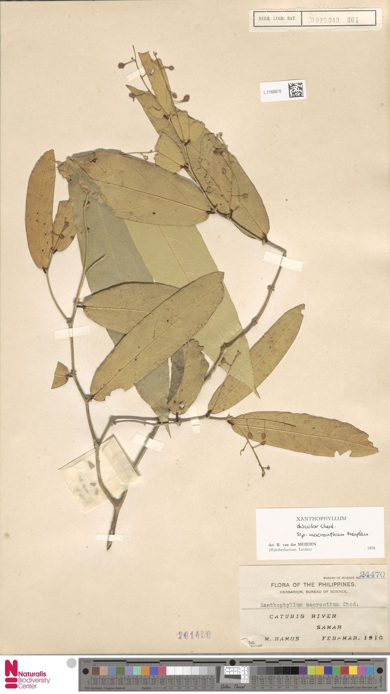 Xanthophyllum discolor subsp. macranthum photo 4