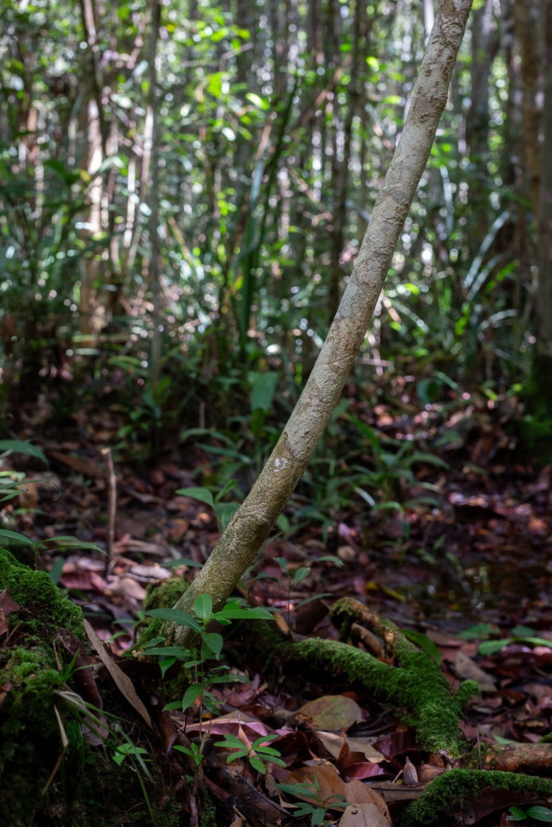 Xanthophyllum ecarinatum