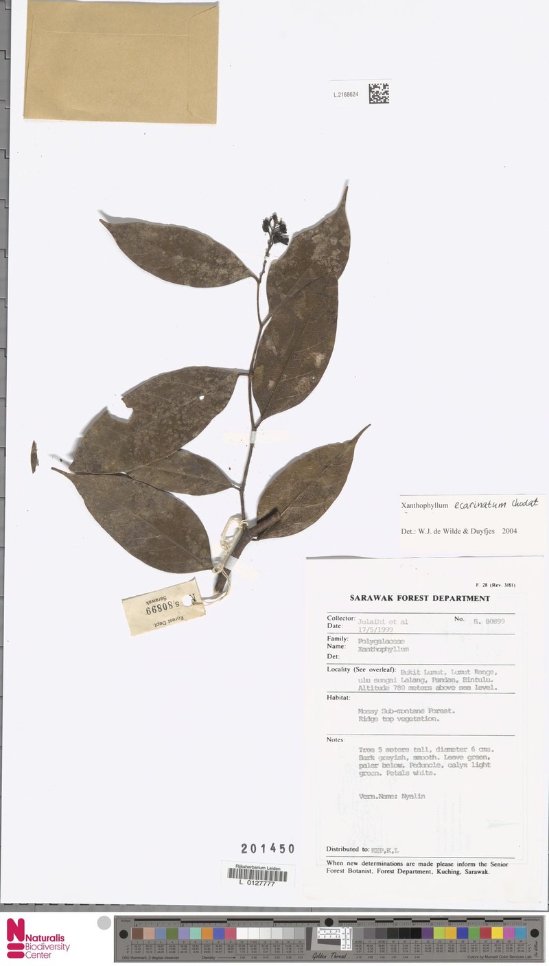 Xanthophyllum ecarinatum photo 2