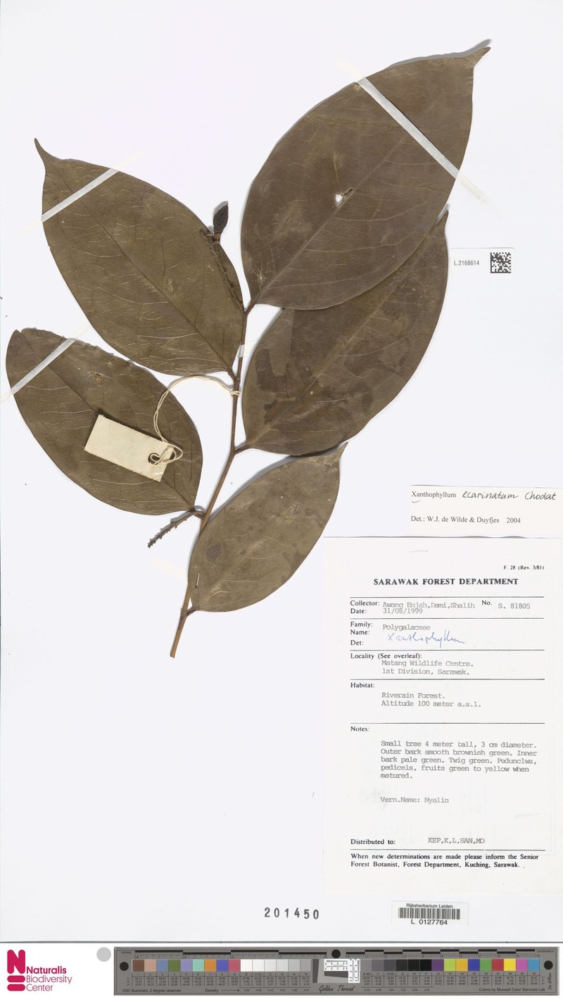 Xanthophyllum ecarinatum photo 3