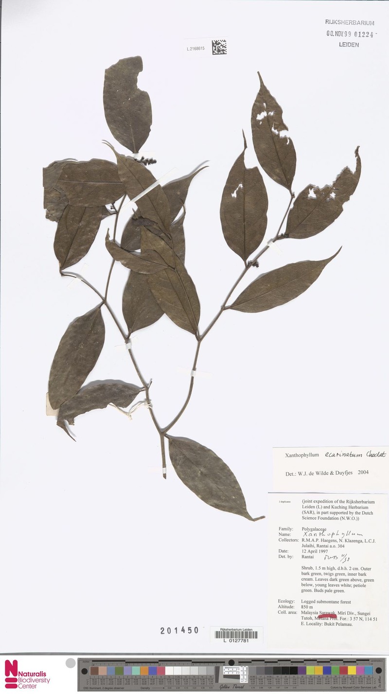 Xanthophyllum ecarinatum photo 4