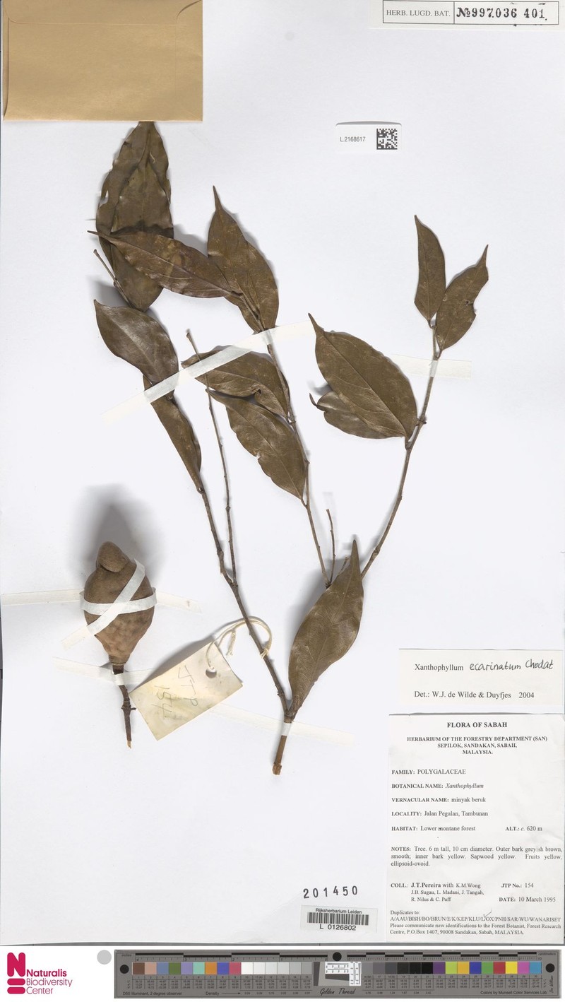 Xanthophyllum ecarinatum photo 5