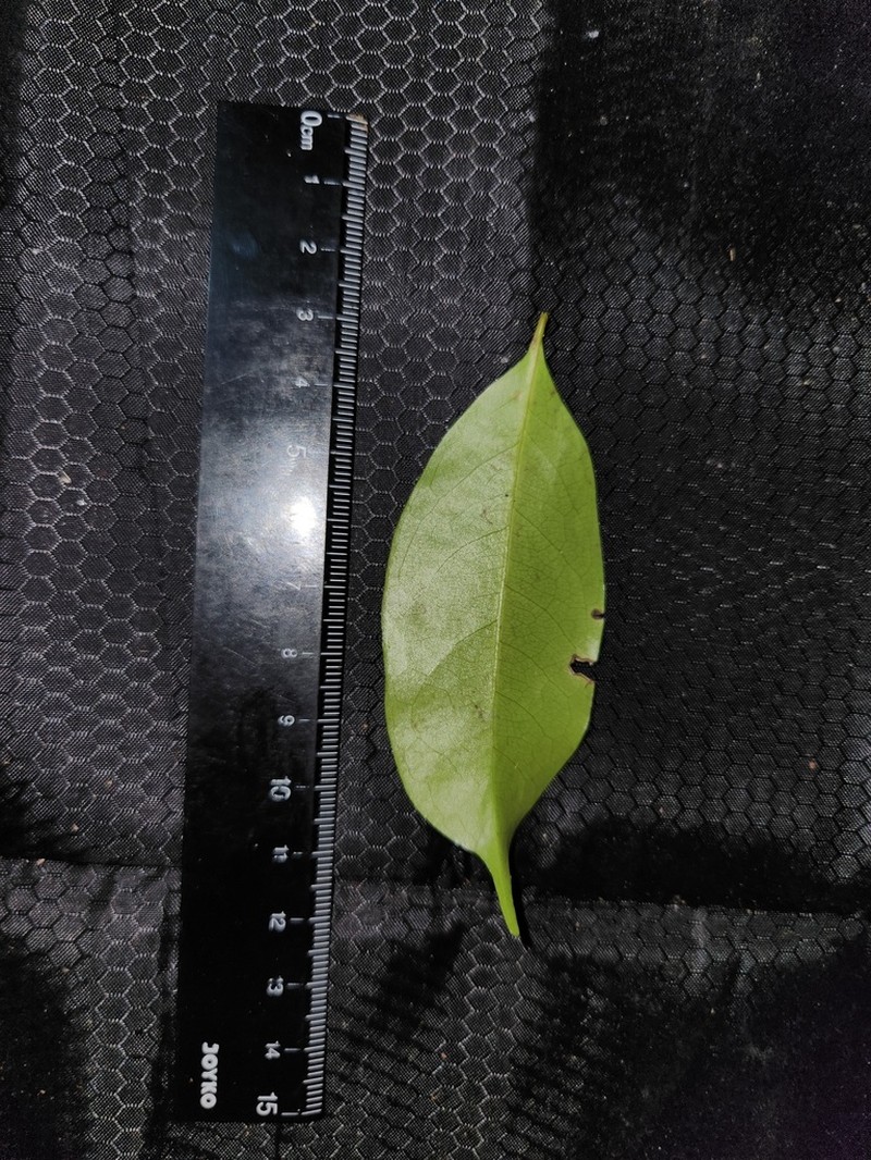 Xanthophyllum ellipticum