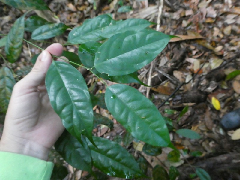 Xanthophyllum ellipticum photo 2