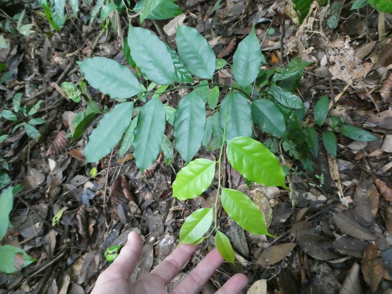 Xanthophyllum ellipticum photo 3