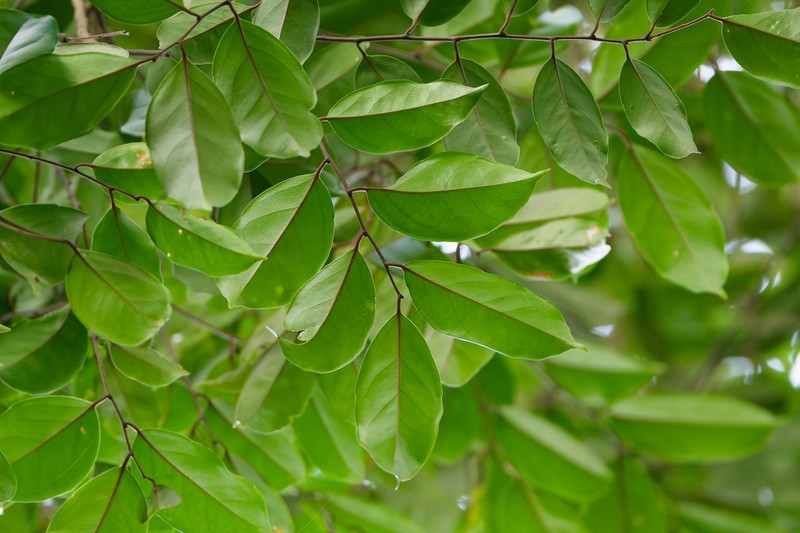 Xanthophyllum ellipticum photo 4