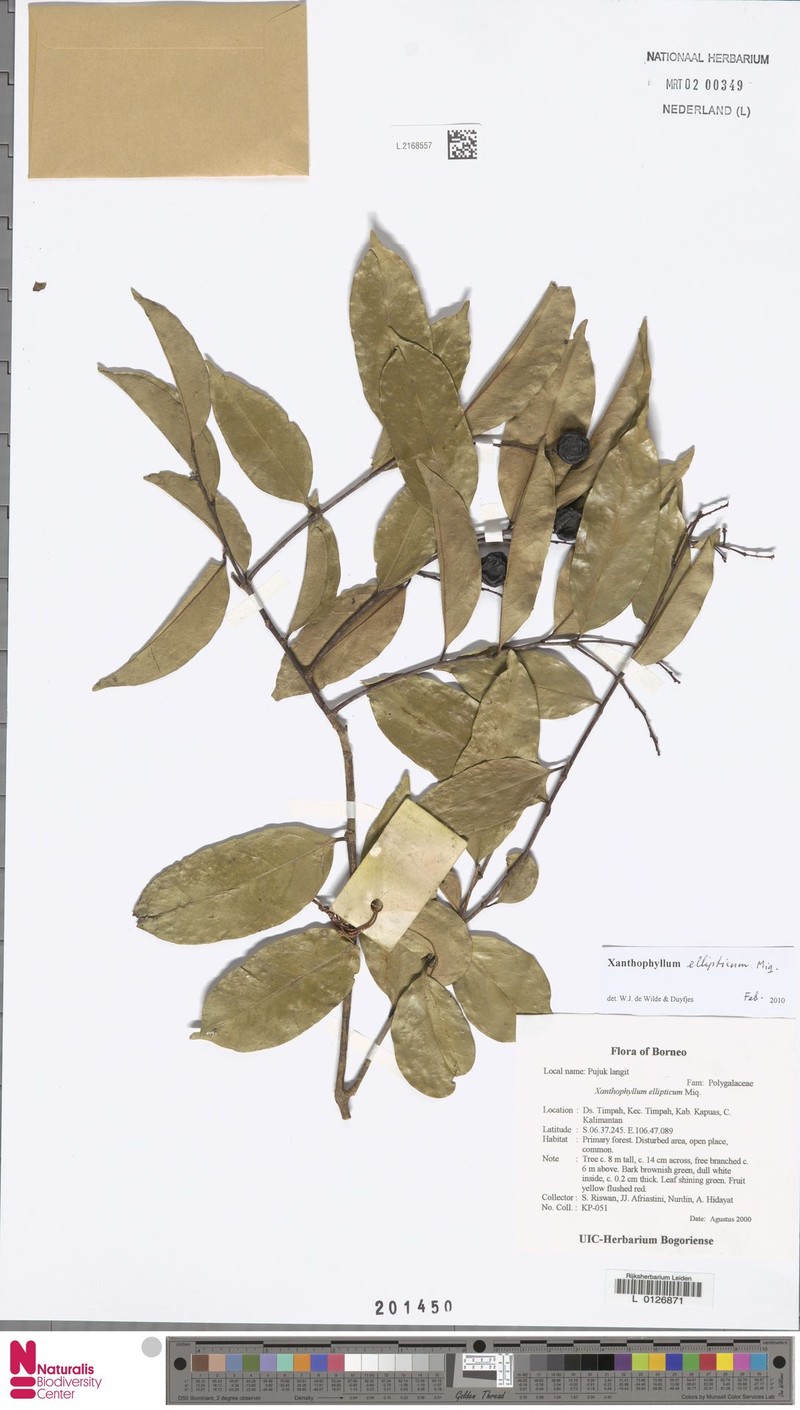 Xanthophyllum ellipticum photo 5