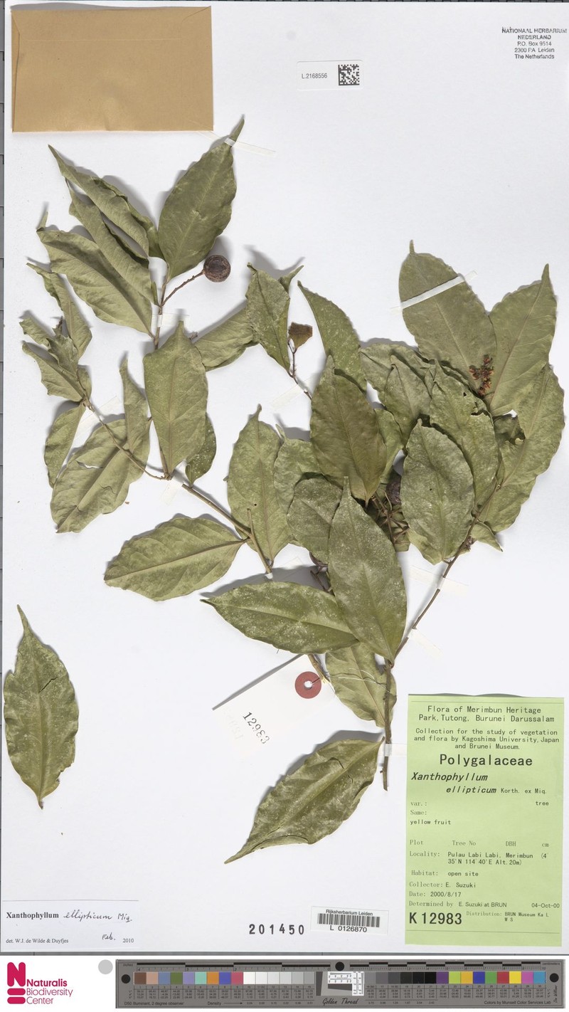 Xanthophyllum ellipticum photo 6