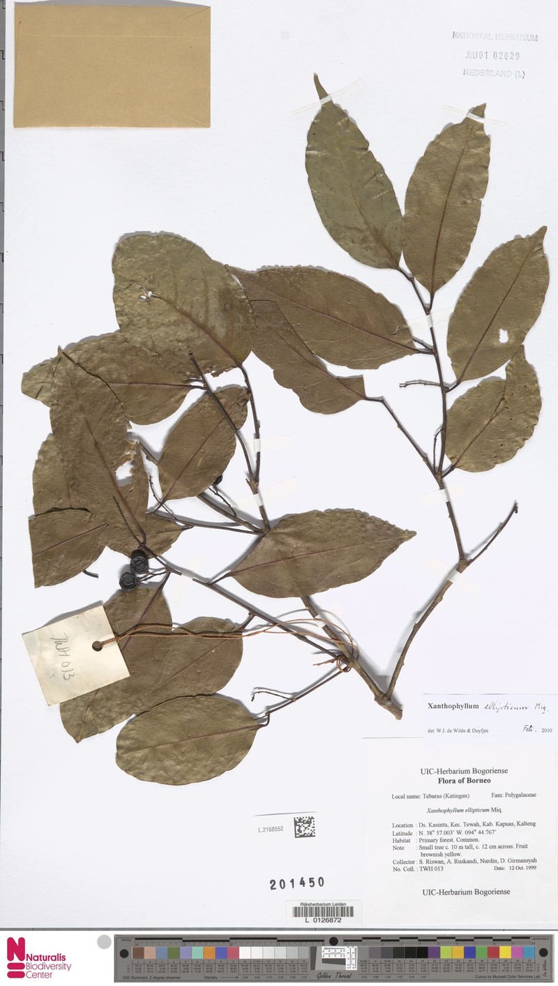 Xanthophyllum ellipticum photo 7