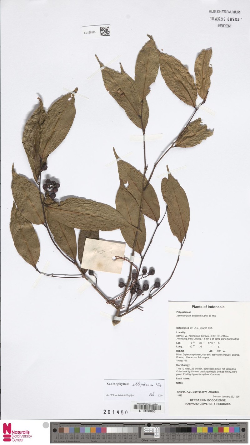 Xanthophyllum ellipticum photo 8