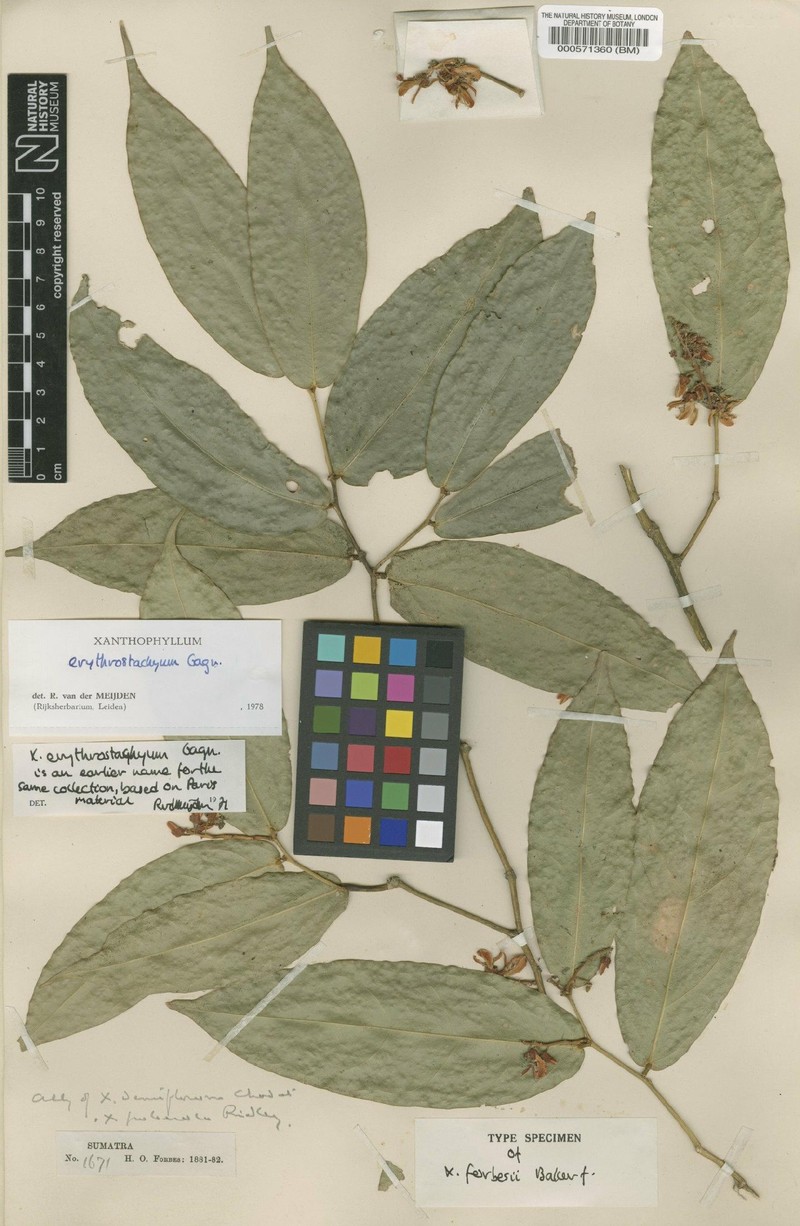 Xanthophyllum erythrostachyum