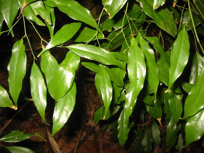 Xanthophyllum eurhynchum