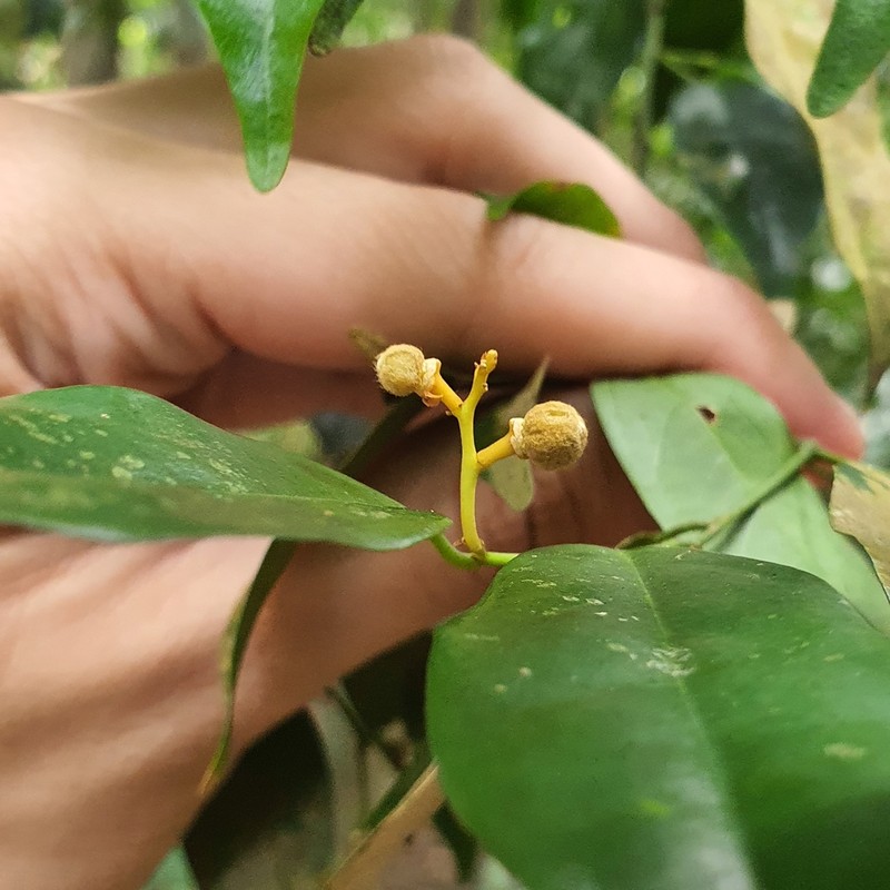 Xanthophyllum eurhynchum photo 2