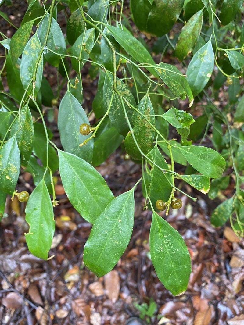 Xanthophyllum eurhynchum photo 3