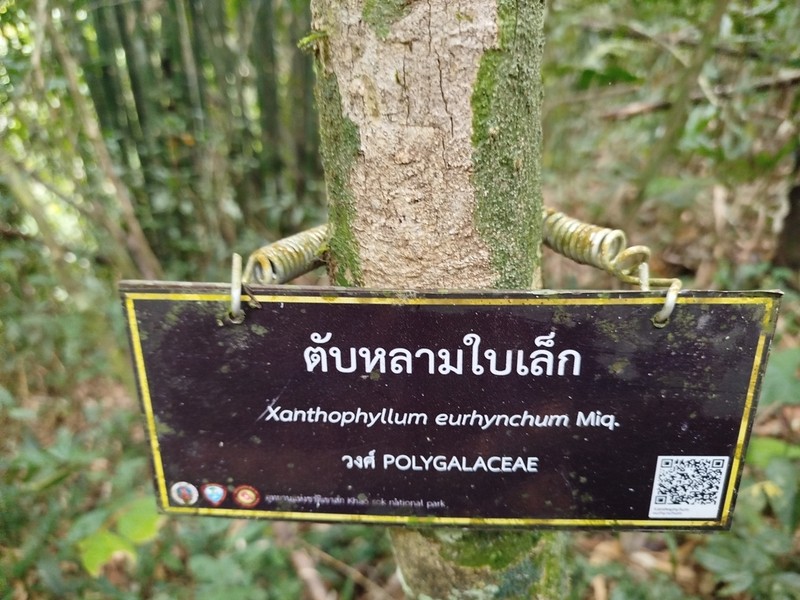 Xanthophyllum eurhynchum photo 4
