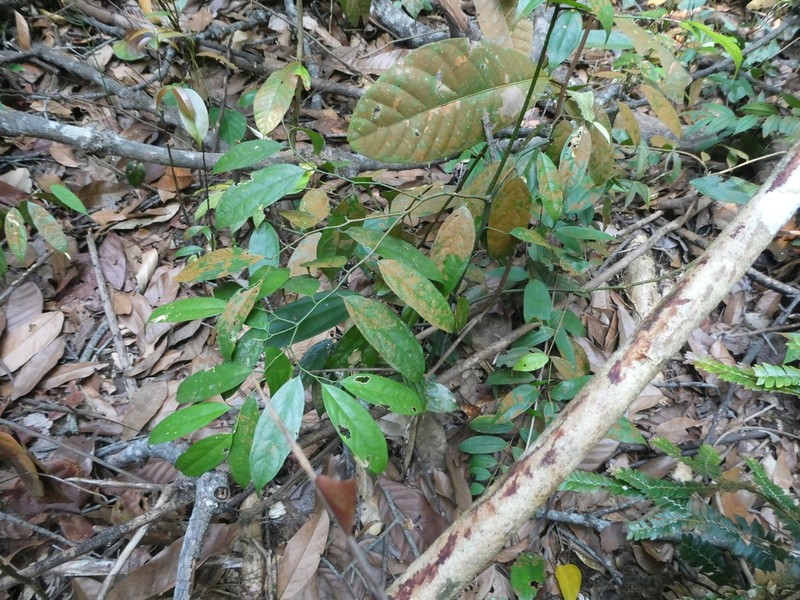 Xanthophyllum eurhynchum photo 5