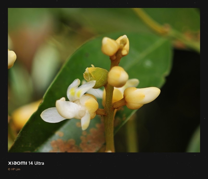 Xanthophyllum eurhynchum photo 6