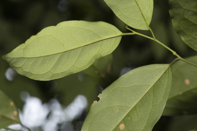 Xanthophyllum eurhynchum photo 7
