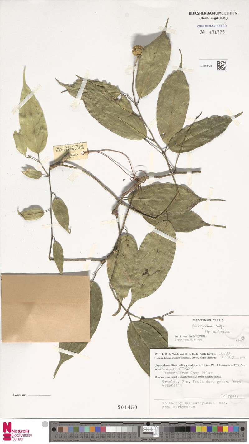 Xanthophyllum eurhynchum subsp. eurhynchum