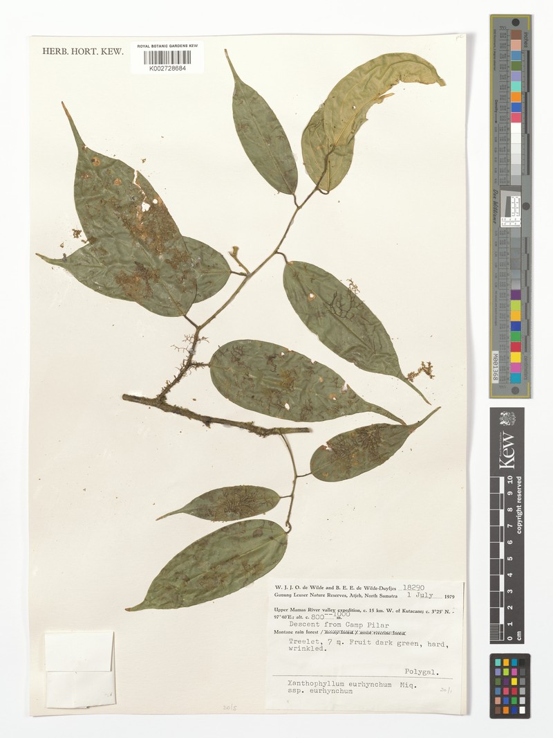 Xanthophyllum eurhynchum subsp. eurhynchum photo 2