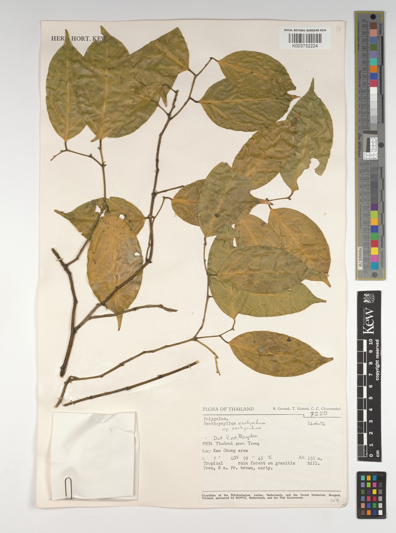 Xanthophyllum eurhynchum subsp. eurhynchum photo 3
