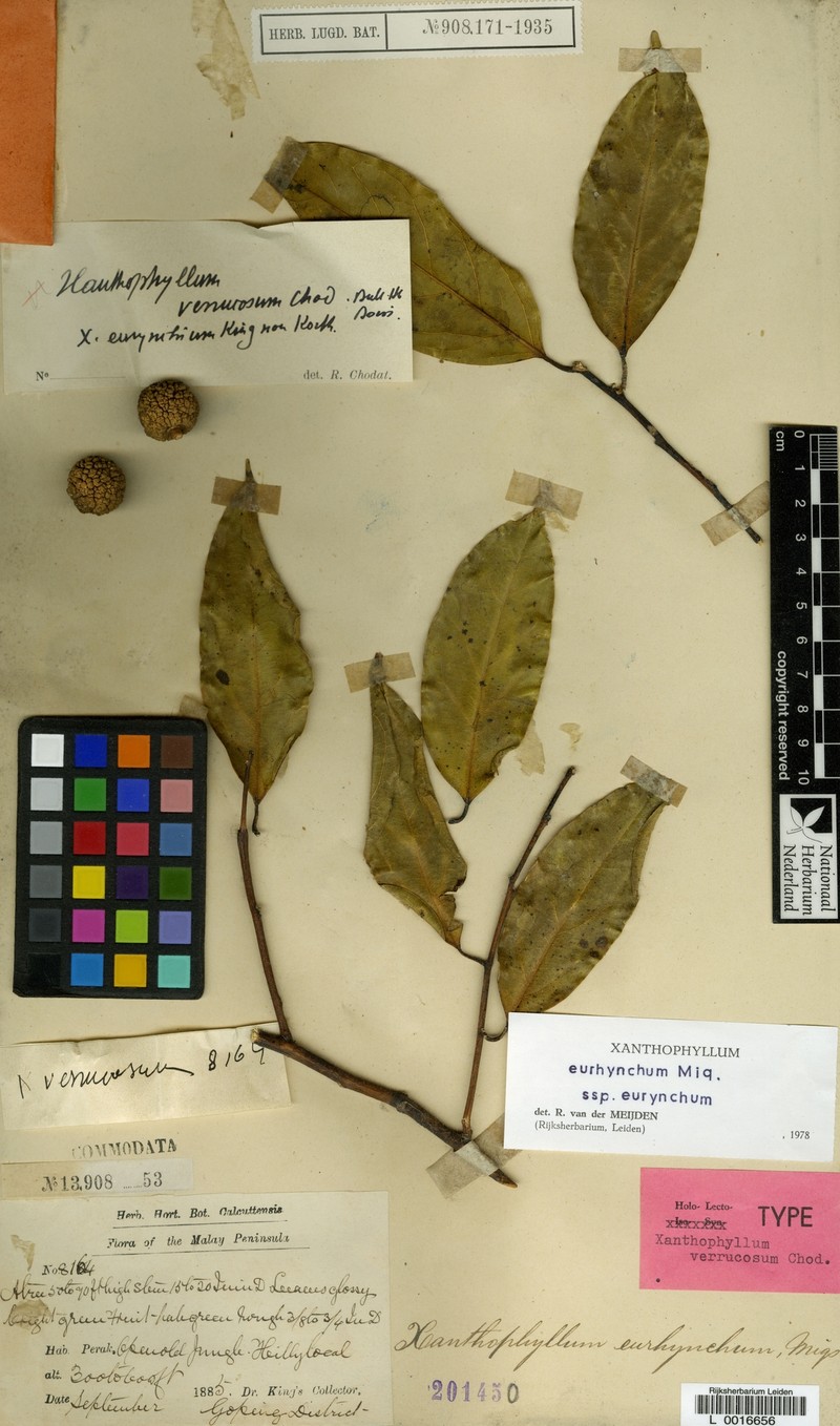 Xanthophyllum eurhynchum subsp. eurhynchum photo 4