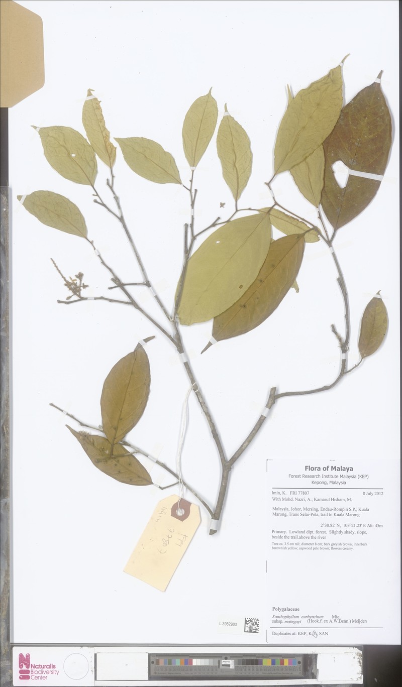 Xanthophyllum eurhynchum subsp. maingayi