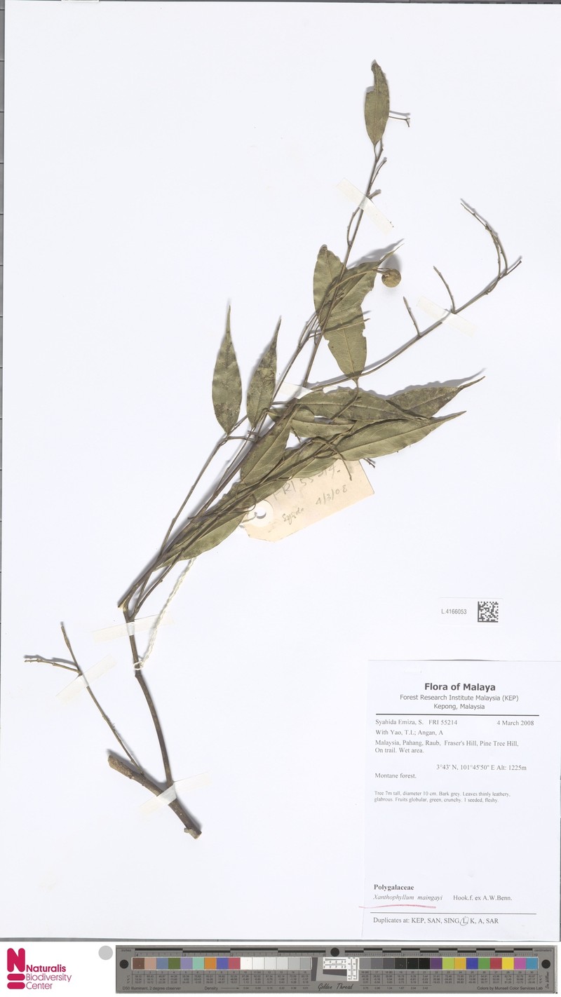 Xanthophyllum eurhynchum subsp. maingayi photo 2