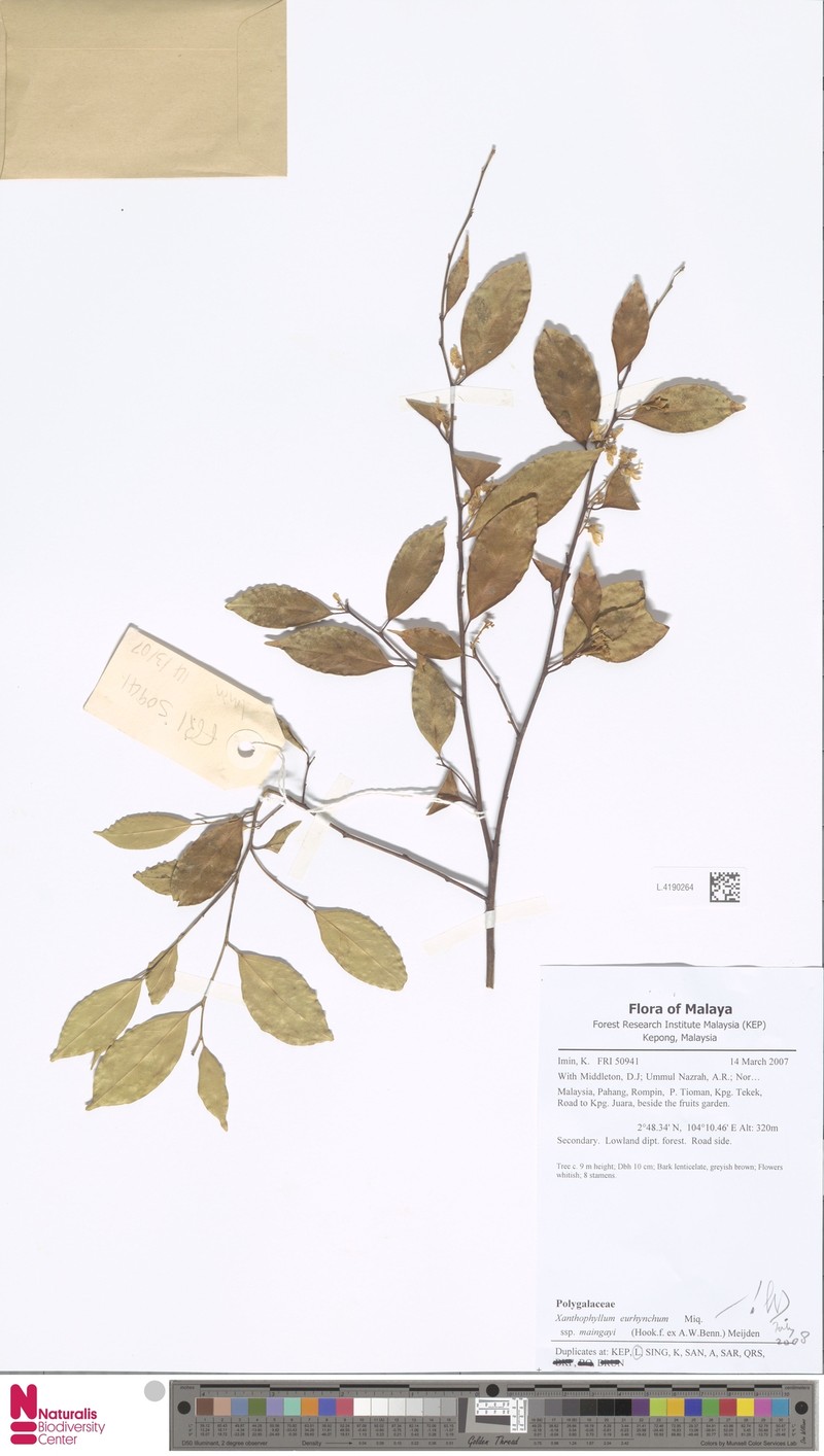 Xanthophyllum eurhynchum subsp. maingayi photo 3