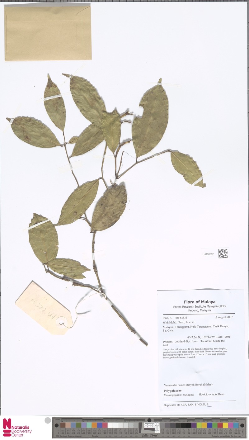 Xanthophyllum eurhynchum subsp. maingayi photo 4
