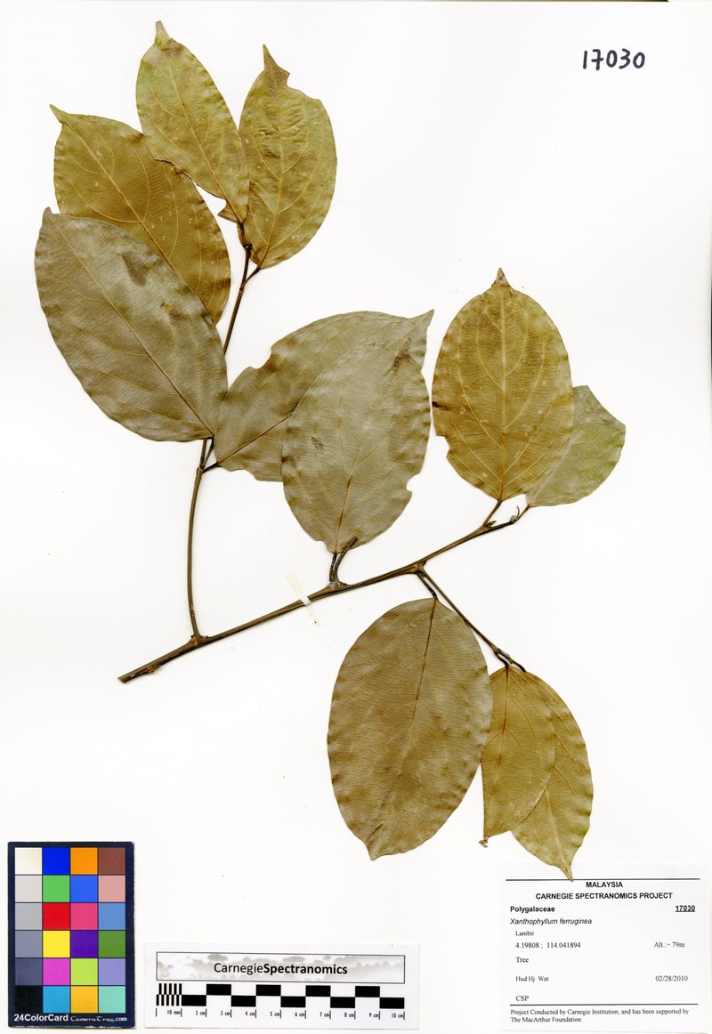 Xanthophyllum ferrugineum