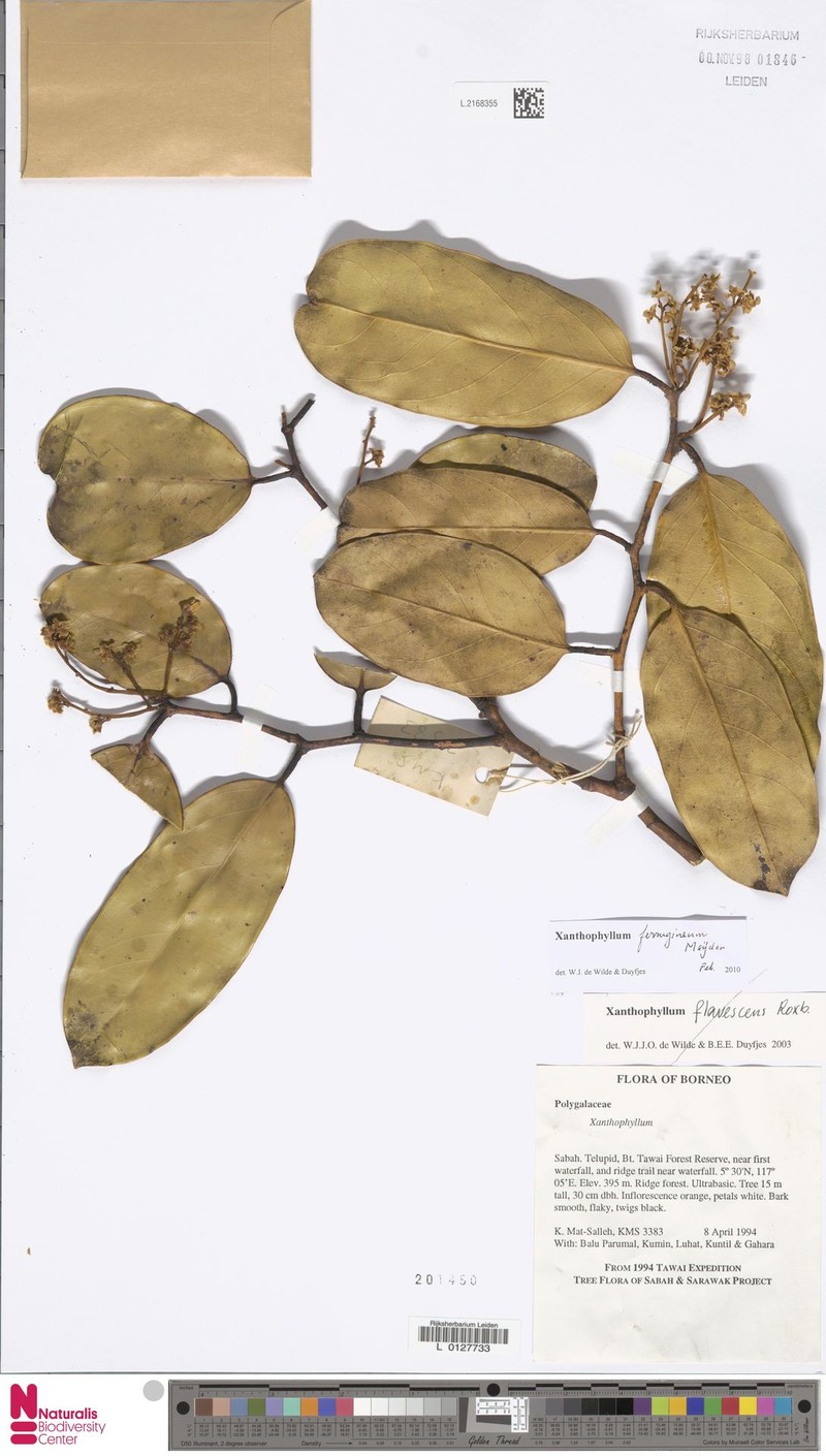Xanthophyllum ferrugineum photo 2