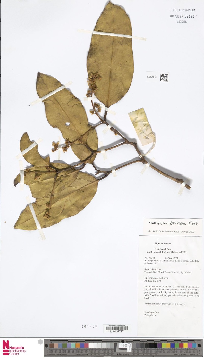 Xanthophyllum ferrugineum photo 3