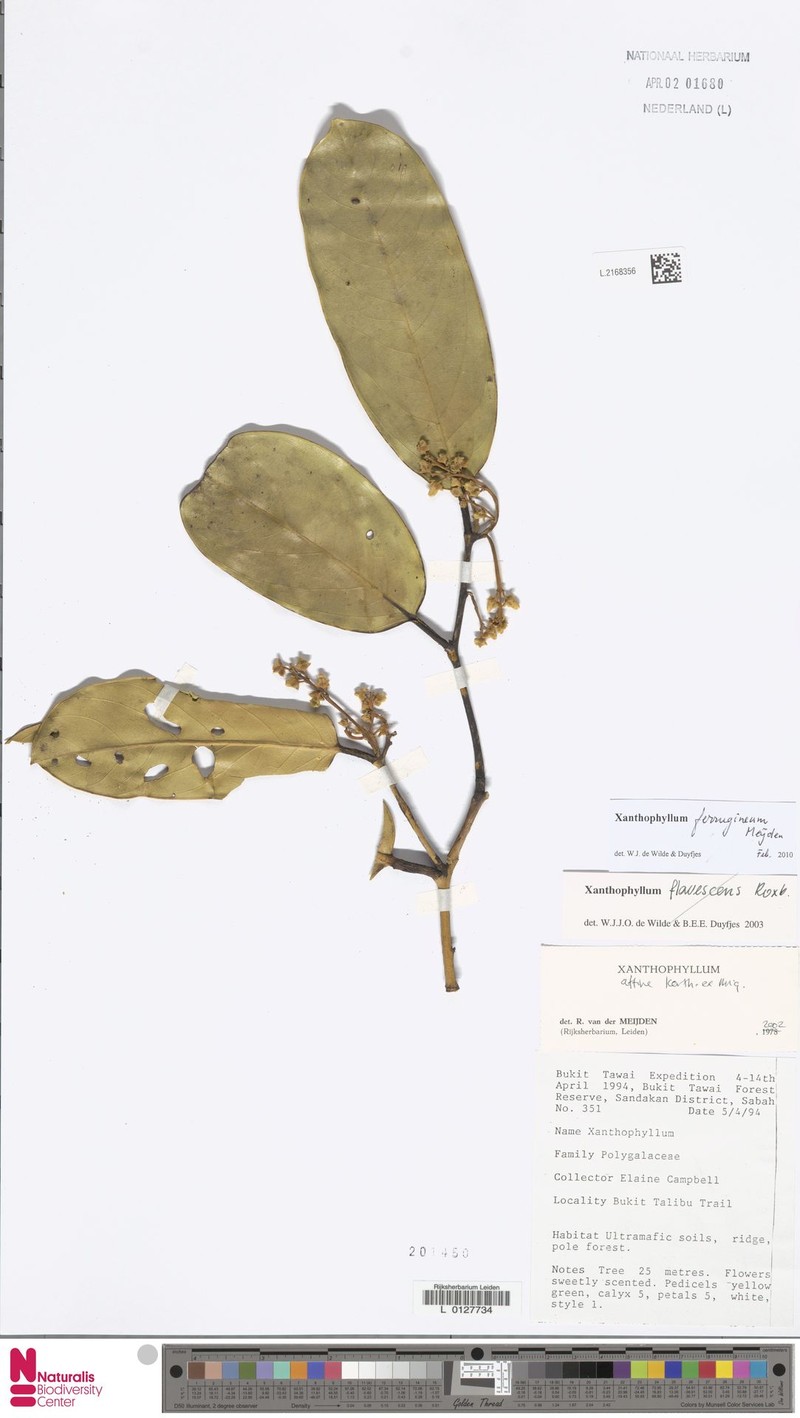 Xanthophyllum ferrugineum photo 4