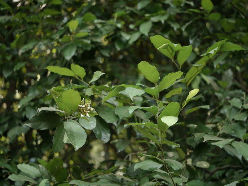 Xanthophyllum flavescens