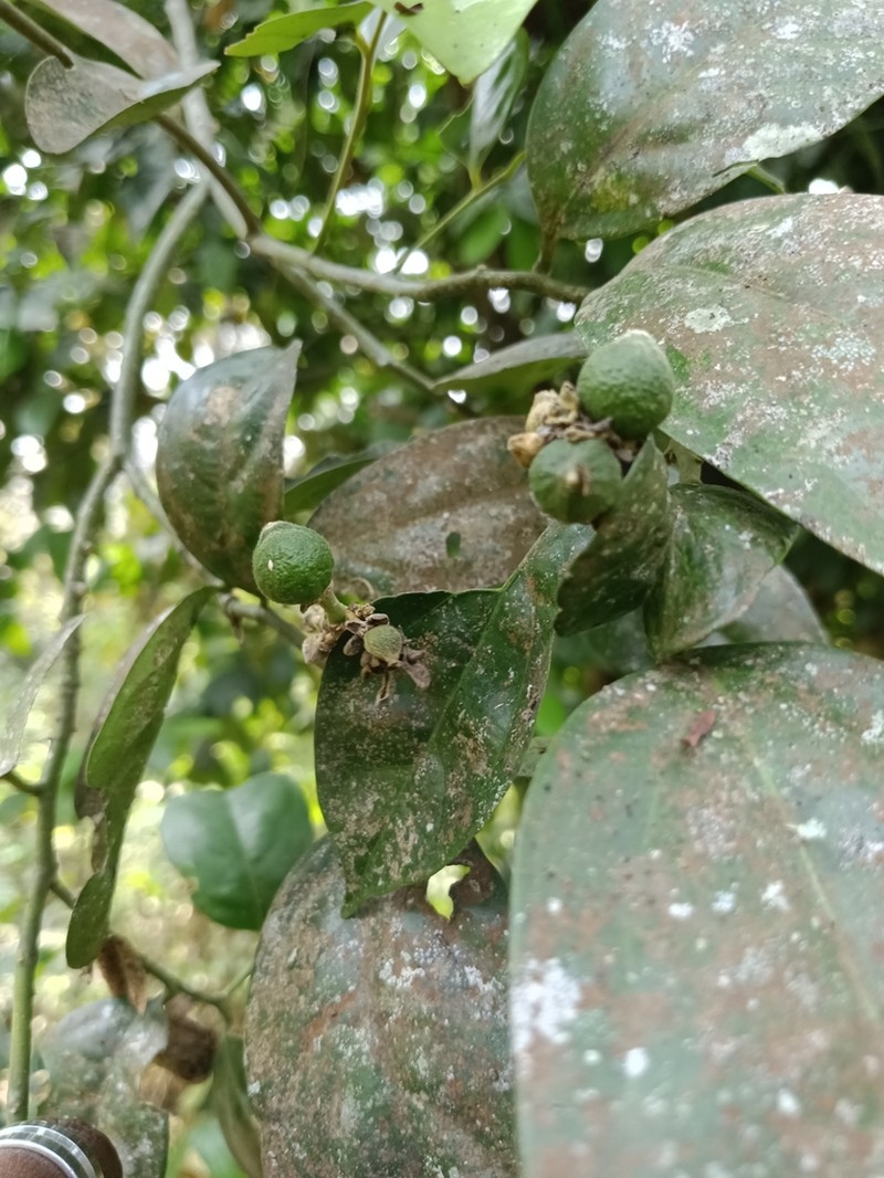 Xanthophyllum flavescens photo 2