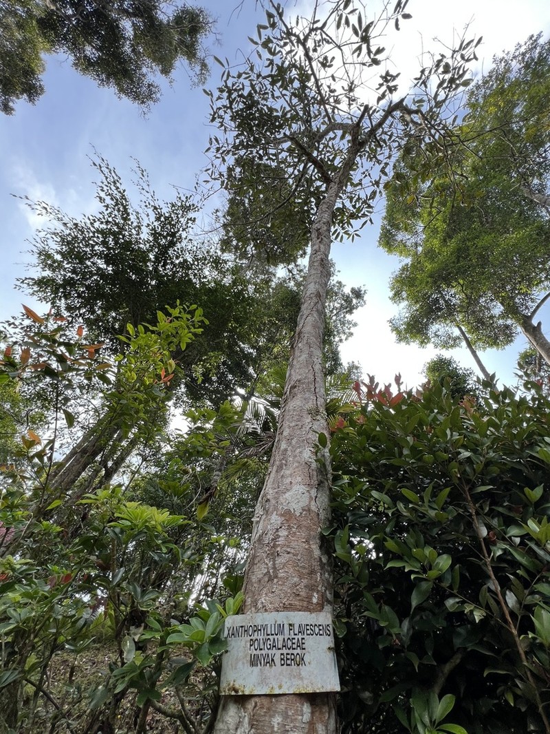 Xanthophyllum flavescens photo 3