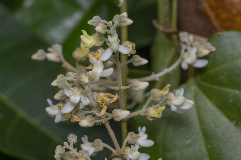 Xanthophyllum flavescens photo 4