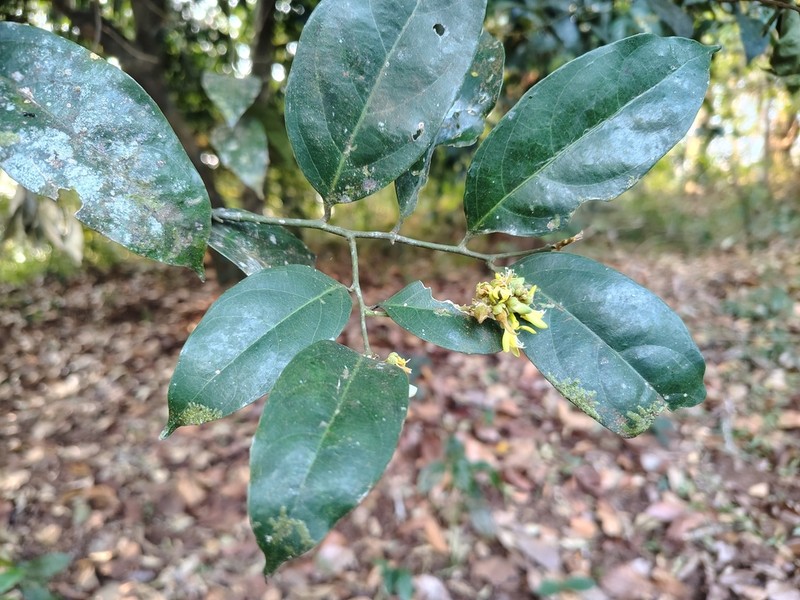 Xanthophyllum flavescens photo 6