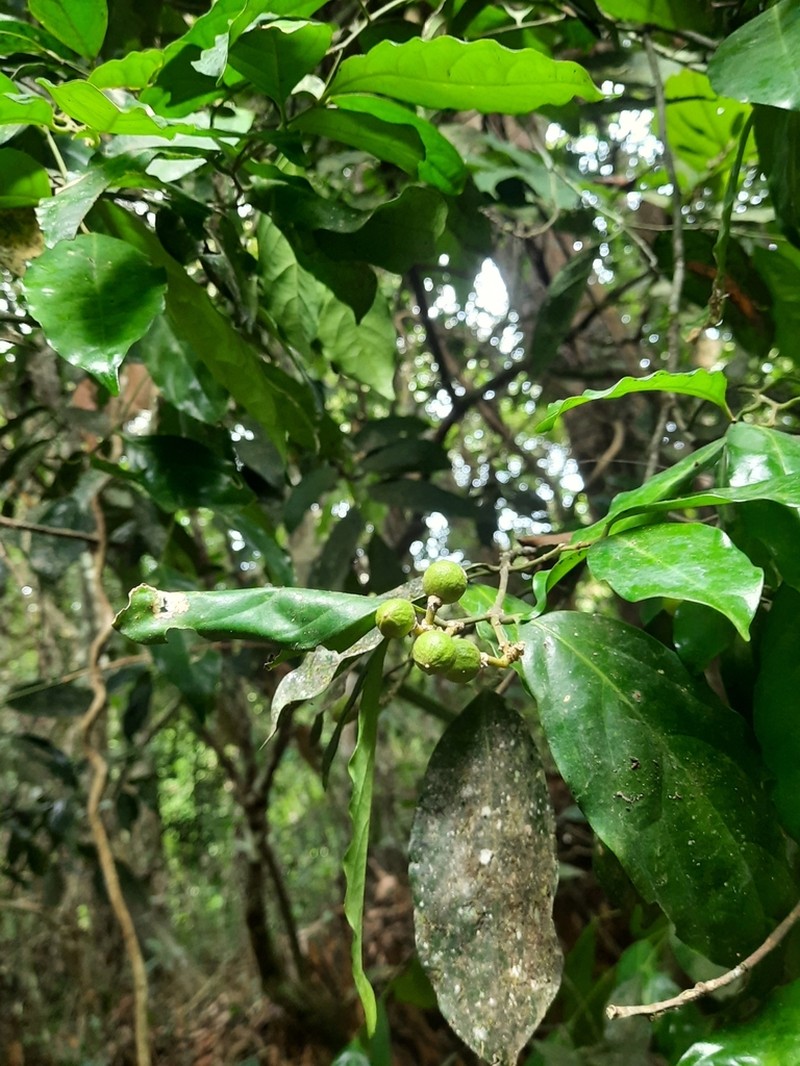 Xanthophyllum flavescens photo 7