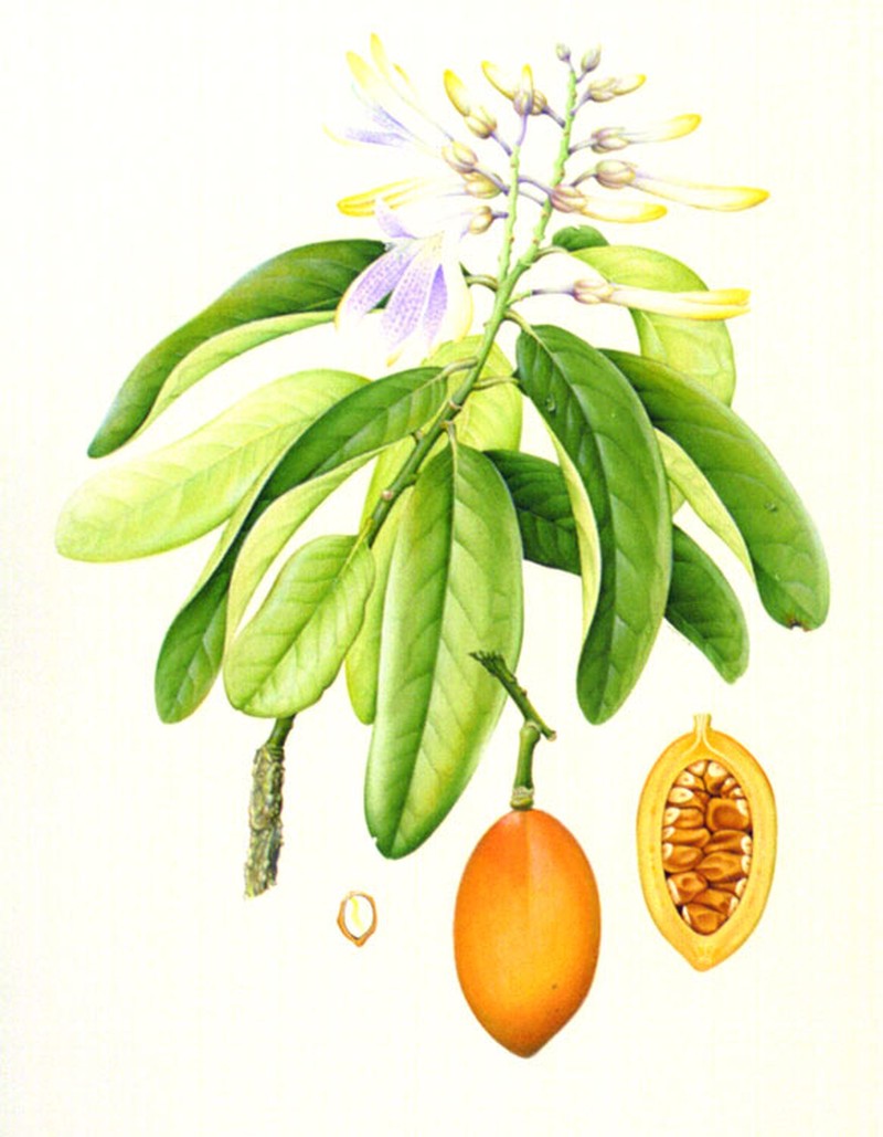 Xanthophyllum fragrans