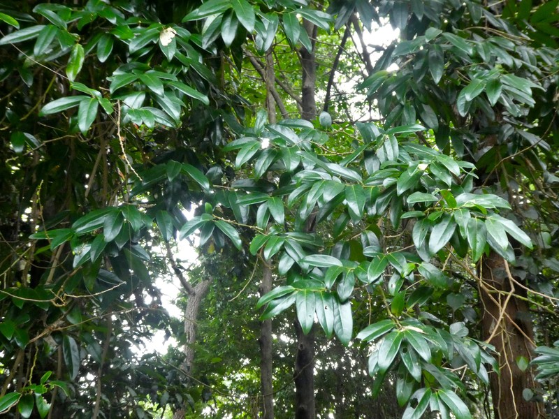 Xanthophyllum fragrans photo 2