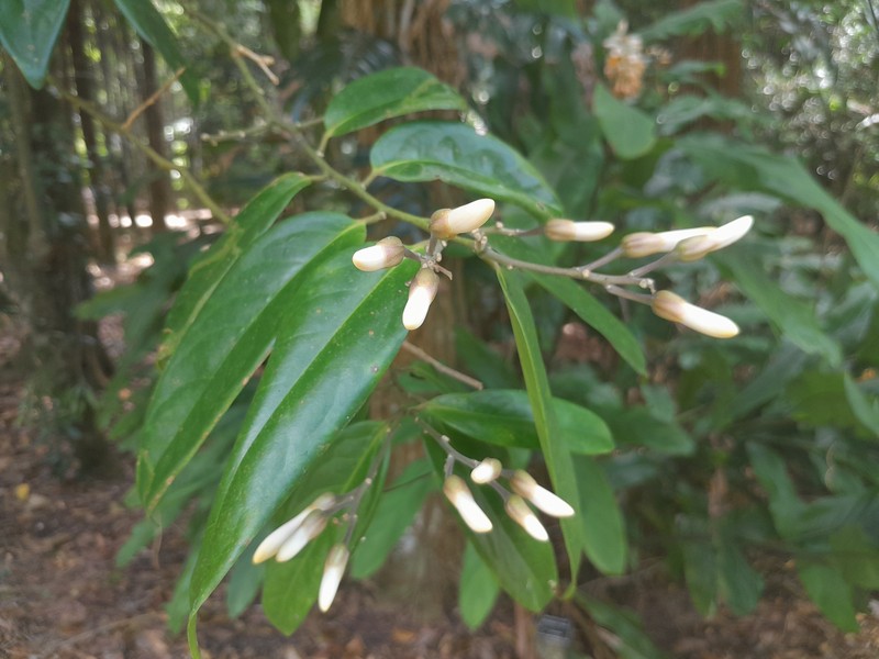 Xanthophyllum fragrans photo 3