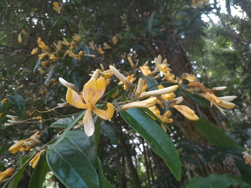 Xanthophyllum fragrans photo 4