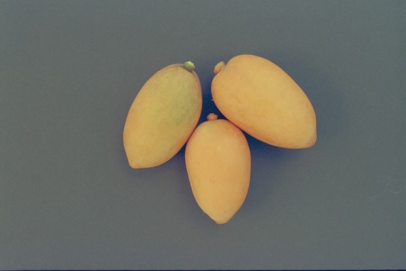Xanthophyllum fragrans photo 5